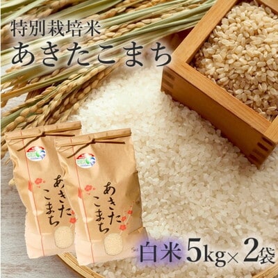 令和7年産 白米 あきたこまち 10kg (5kg×2袋)  特別栽培米[No.5335-0361]