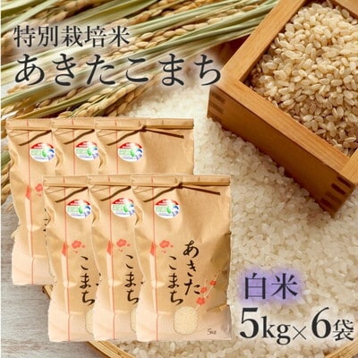 令和7年産 白米 あきたこまち 30kg (5kg×6袋)  特別栽培米[No.5335-0363]