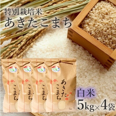 白米 特別栽培米 あきたこまち 20kg (5kg×4袋) 秋田県産[No.5335-0362]