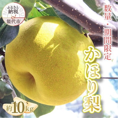 【数量・期間限定】「かほり梨」 10kg 秋田県能代市産[No.5335-0661]