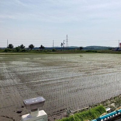 《定期便3ヶ月》玄米 農家直送!秋田県産 あきたこまち 5kg×3回[No.5335-0985]
