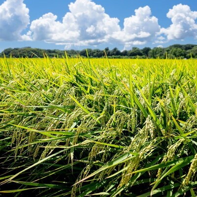 令和7年産 白米 精米 あきた栗山 大谷米あきたこまち 3.6kg[No.5335-1499]