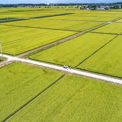 令和7年産 白米 精米 あきた栗山 大谷米 あきたこまち 9kg[No.5335-1501]