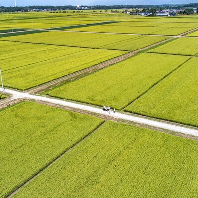 定期便4ヶ月 令和7年産 精米 あきたこまち 大谷米 9kg×4回 [No.5335-1737]