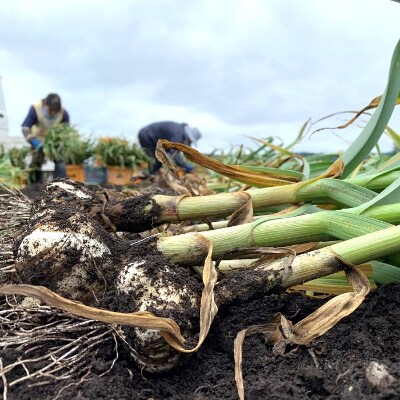 新鮮掘りたて 田子 たっこ 土付き生にんにく 6本 お礼品詳細 ふるさと納税なら さとふる