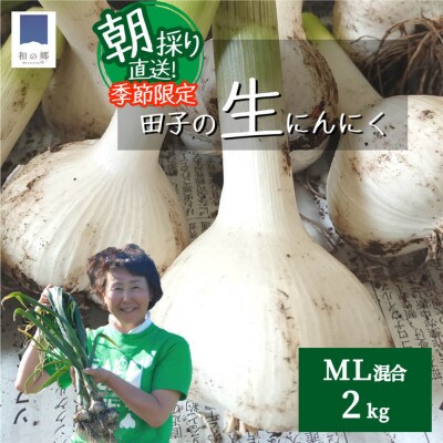 2025年産朝採り直送!田子町産掘りたて新鮮生にんにく2kgML(大～中サイズ)混合
