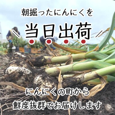 2025年産朝採り直送!田子町産掘りたて新鮮生にんにく2kgML(大～中サイズ)混合