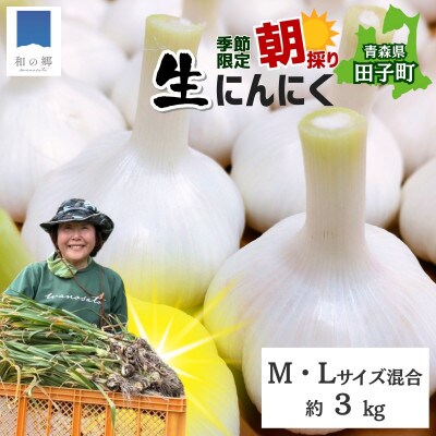令和8年産朝採り直送!田子(たっこ)生にんにく約3kg(青森県田子町産にんにくM～Lサイズ混合)