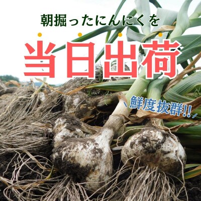 令和8年産朝採り直送!田子(たっこ)生にんにく約3kg(青森県田子町産にんにくM～Lサイズ混合)