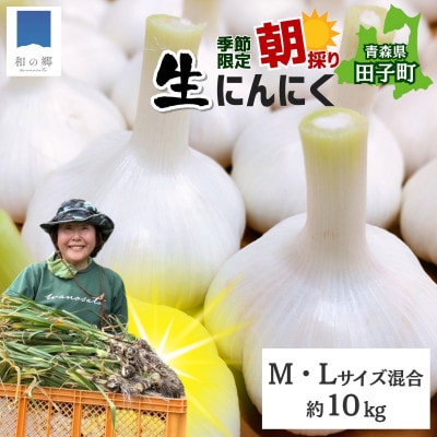 令和8年産朝採り直送!田子(たっこ)生にんにく約10kg(青森県田子町産にんにくM～Lサイズ混合)