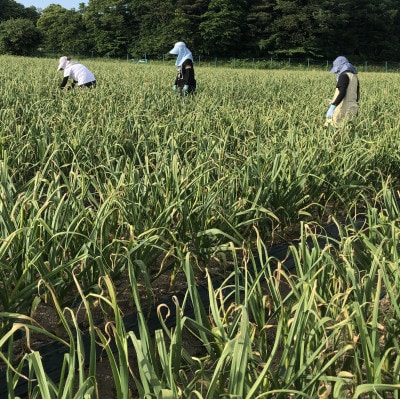 青森県田子産にんにく 上級品 1kg