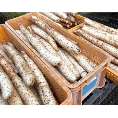 青森県田子産長芋　5kg