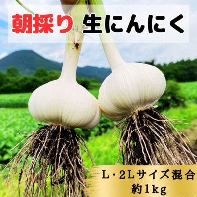 【KASANOVAの生にんにく　青森県田子町産(なま)】L&2L size『1kg』