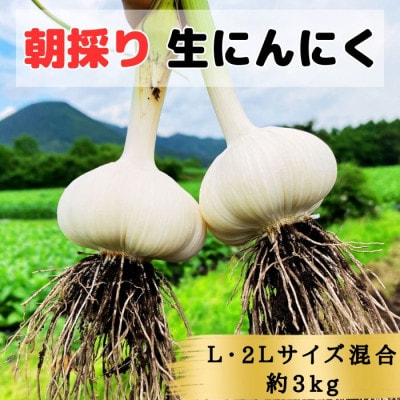 【KASANOVAの生にんにく　青森県田子町産(なま)】L&2L size『3kg』