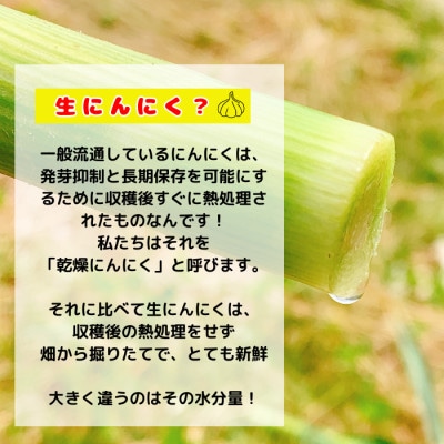 【KASANOVAの生にんにく　青森県田子町産(なま)】L&2L size『3kg』