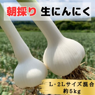 【KASANOVAの生にんにく　青森県田子町産(なま)】L&2L size『5kg』