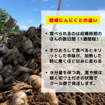【KASANOVAの生にんにく　青森県田子町産(なま)】L&2L size『5kg』