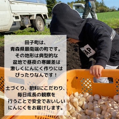 【農家直送】青森県田子町産乾燥にんにく M&L size 『500g』