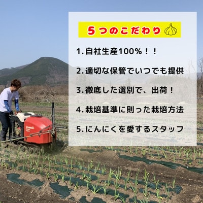 【農家直送】青森県田子町産乾燥にんにく M&L size 『500g』