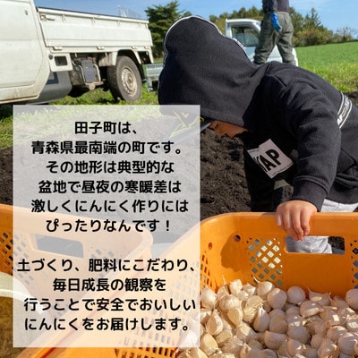 【訳あり】青森県田子町産にんにく(乾燥)『500g』(7～10個)