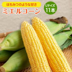 [先行受付]2023年産 スウィートコーン!「はちみつのような甘さのミエルコーン」11本