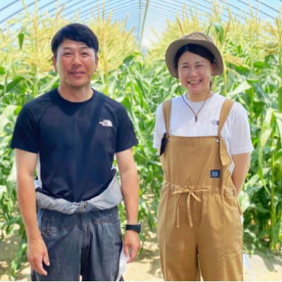 【先行受付】小島農場の白いスウィートコーン!ピュアホワイト 6本入り