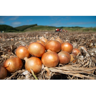 【数量限定・訳あり品】玉ねぎ Sサイズ 10kg