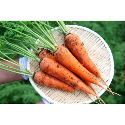 美幌町産・有機JASにんじん　10kg