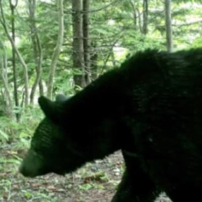 【返礼品なし】新発田市民の安心安全を守るために ～人とクマとの棲み分けに向けたご支援を～7,000円