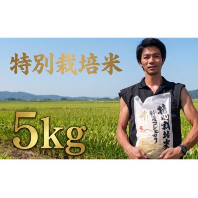 令和7年産!自然の恵みと安心を凝縮した、新潟県新発田市産 「特別栽培米こしひかり」5kg(白米)