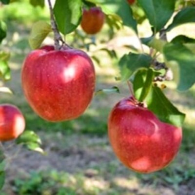 【数量限定!】あいかの香り3キロ 信州が生んだ希少なりんご