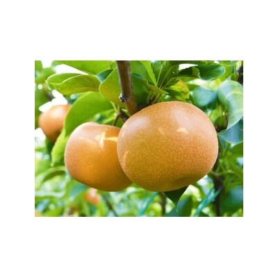 【数量限定!】信州が生んだ甘い梨!南水(なんすい)5キロ