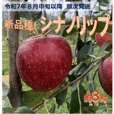 令和7年8月中旬発送先行受付!　新品種!信州のシナノリップ　3キロ!　信濃三兄弟りんご