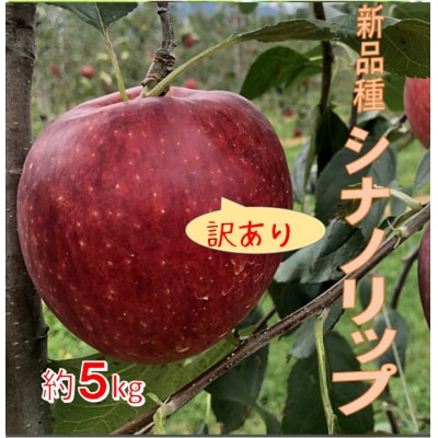 新品種!信州のりんご シナノリップ　訳あり5キロ!