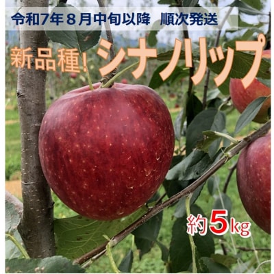 令和7年8月中旬発送先行受付!　新品種!　信州のシナノリップ　5キロ!　信濃三兄弟のりんご