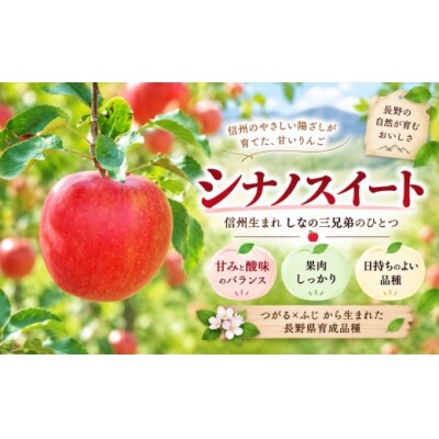 信州のりんご　シナノスイート　約3キロ
