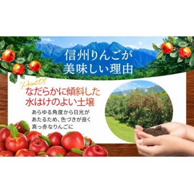 信州のりんご　シナノスイート　約3キロ