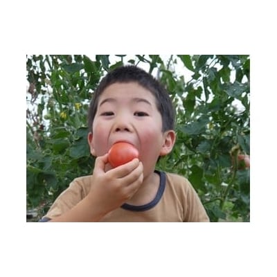 アルプスイーナちゃん　トマトジュース(3本入り)