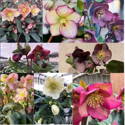 クリスマスローズ・氷の薔薇フロステッドローズ
