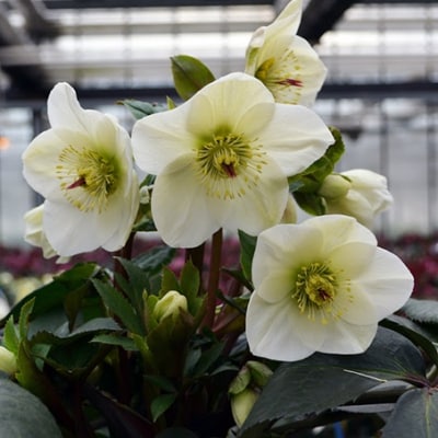 クリスマスローズ・氷の薔薇ホワイト