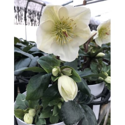クリスマスローズ・氷の薔薇ホワイト