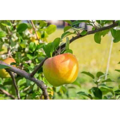 信州のりんご　名月　訳あり家庭用　約5kg