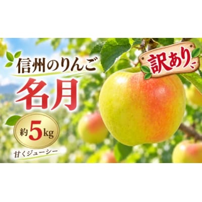信州のりんご　名月　訳あり　約5kg