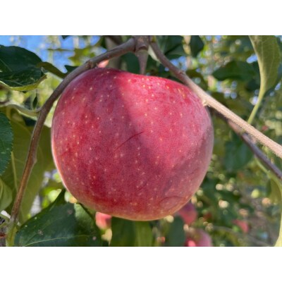 信州伊那産　りんご　シナノリップ　5kg