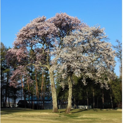 信州伊那国際ゴルフクラブ　ゴルフ場利用補助券