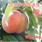 信州伊那高遠産　桃　1.5kg　おまかせ3品種
