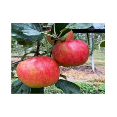 信州伊那産　りんご　シナノスイート　3kg
