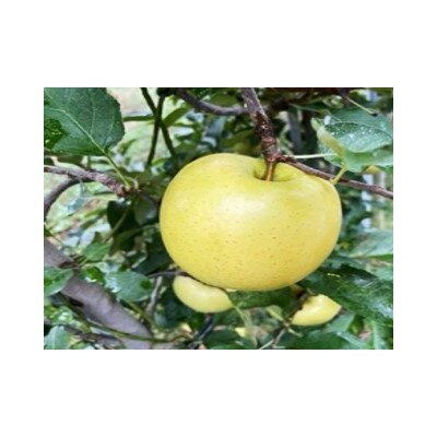 信州伊那産　りんご　シナノゴールド　5kg