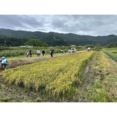 田んぼオーナー　玄米180キロ相当　20キロ×9-10回分