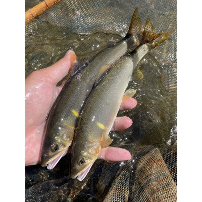 【048-07】天竜川漁業協同組合　アユ　年間遊漁券　釣り　鑑札　渓流　釣り券　漁業券　入漁券　FI